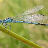 Agrion de Mercure