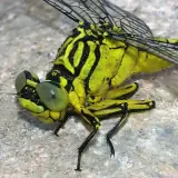 Gomphe à pattes jaunes