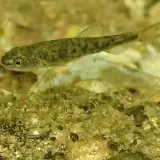 Barbeau méridional