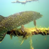 Brochet