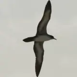 Puffin fouquet