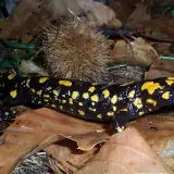 Salamandre de Corse