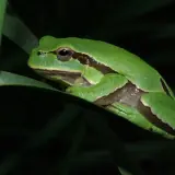 Rainette ibérique