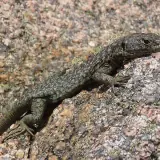 Lézard de Bedriaga