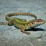 Lézard des murailles