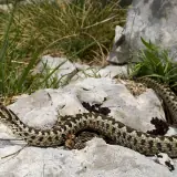 Vipère d'Orsini