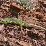 Lézard ocellé
