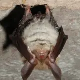 Murin de Bechstein