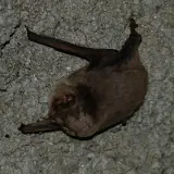 Minioptère de Schreibers