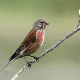 Linotte mélodieuse