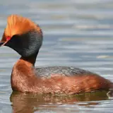 Grèbe esclavon